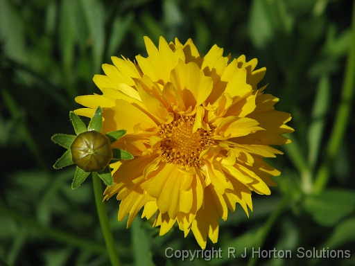 Coreopsis Double